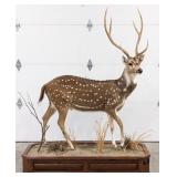 Full Body Axis Deer Taxidermy Mount on Rolling Bas