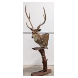 Axis Deer Shoulder Mount Taxidermy on Pedestal Bas