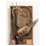 Ring Neck Pheasant Hunting Scene Taxidermy Display