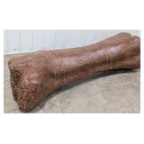 Giant Titanosaurus Dinosaur Bone Fossil Bench