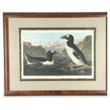John James Audubon 'Great Auk' 1836 Engraving By