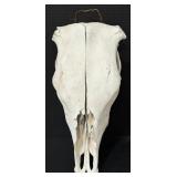 Female Cow Skull