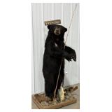 Black Bear Full Body Mount