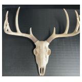 Replica 10-Point Buck Deer Skull Wall Mount