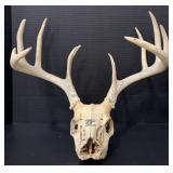11 Pt. Whitetail Deer Euro Mount