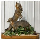 2 Gray Fox Full Body Mount