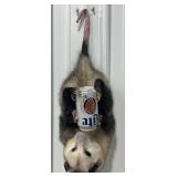 Opossum Full Body Hanging Mount with a Miller Lite