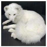 Arctic Fox Full Body Mount