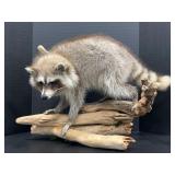 Raccoon Full Body Hanging Mount on Driftwood