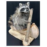 Raccoon in a Birch Bark Canoe Taxidermy