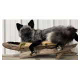 Silver Fox Full Body Wall Mount on Driftwood