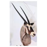 African Gemsbuck Shoulder Mount Taxidermy