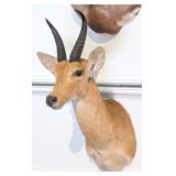 African Reedbuck Shoulder Mount Taxidermy