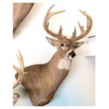 13 Point Whitetail Deer Shoulder Mount Taxidermy