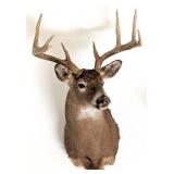 8 Point Whitetail Deer Free Range Shoulder Mount T