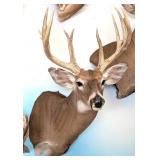 15 Point Whitetail Deer Shoulder Mount Taxidermy