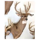 21 Point Whitetail Deer Shoulder Mount Taxidermy