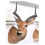 African Impala Shoulder Mount Taxidermy