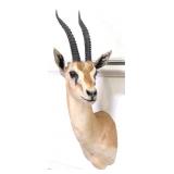 GrantÕs Gazelle Shoulder Mount Taxidermy