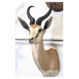 African Springbok Shoulder Mount Taxidermy