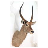 African Waterbuck Shoulder Mount Taxidermy