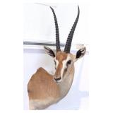 ThompsonÕs Gazelle Shoulder Mount Taxidermy
