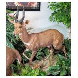 Cape Bushbuck Full Body Taxidermy Mount on Rolling