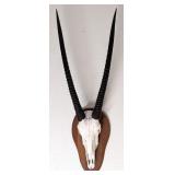 African Gemsbok Taxidermy European Skull Mount on