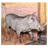 African Warthog Full Body Taxidermy Mount