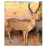 African Southern Reedbuck Taxidermy Full Body Moun