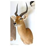 Reedbuck Shoulder Mount Taxidermy