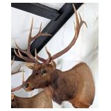 6x6 Bull Elk Shoulder Mount Taxidermy