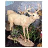 Albino 8 Point Full Body Whitetail Deer Taxidermy