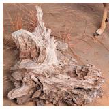 Drift Wood for Taxidermy Habitat