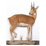 Oribi Full Body Taxidermy Mount on Habitat Base