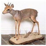 Male Steenbok Full Body Taxidermy Mount on Habitat