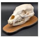 Black Bear Skull Taxidermy Mount on European Style
