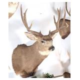 10 Point Mule Deer Shoulder Mount Taxidermy