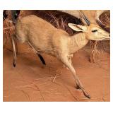 African Steenbok Full Body Taxidermy Mount