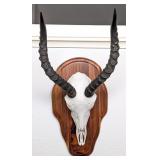 African Impala European Taxidermy Skull Mount on W