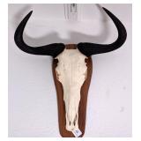 African Blue Wildebeest European Taxidermy Skull M