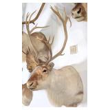 SCI GOLD MEDAL Arctic Caribou Taxidermy Shoulder M