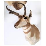 Pronghorn Taxidermy Shoulder Mount