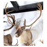 SCI GOLD MEDAL Barren Ground Caribou Taxidermy Sho