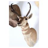 Pronghorn Taxidermy Shoulder Mount