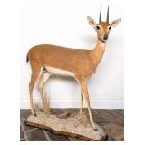 Oribi Full Body Taxidermy Mount on Habitat Base