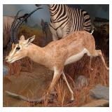 RobertÕs Gazelle Full Body Taxidermy Mount
