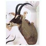 African Roan Antelope Shoulder Mount Taxidermy