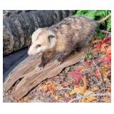 Possum Full Body Taxidermy Mount on Driftwood Bas