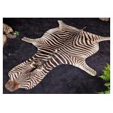 Large African Zebra Rug Taxidermy w/ Black Carpet